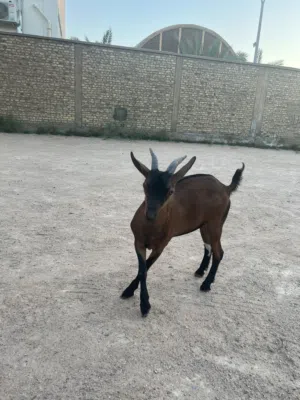 ماعز قزم زينه ذكر للبيع او المراوس حسب الرغبه اليف جدا يلعب مع الاطفال ذاناته ورقه كرونه 11