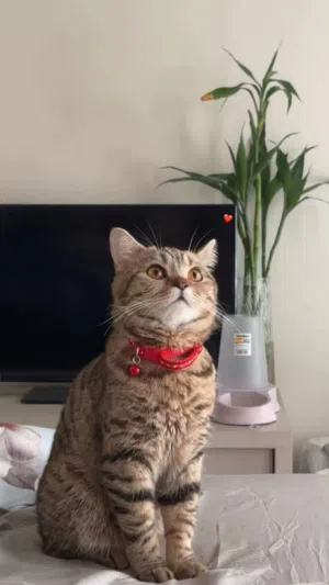 قطة للتبني مع أغراضها ودفتر التطعيم