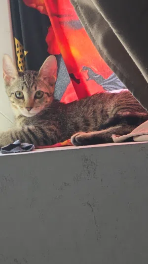 Kitten for sale