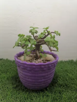 اشجار الزينه الداخليه والخارجيه