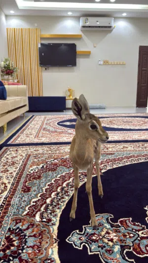 غزال ذكر الديماني للبيع