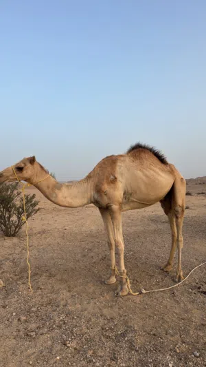 بعير متعب الصغير