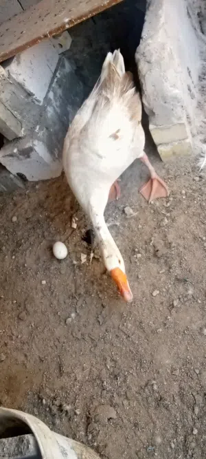 اقرا الوصف