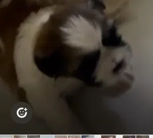 حجز كلب شيتزو