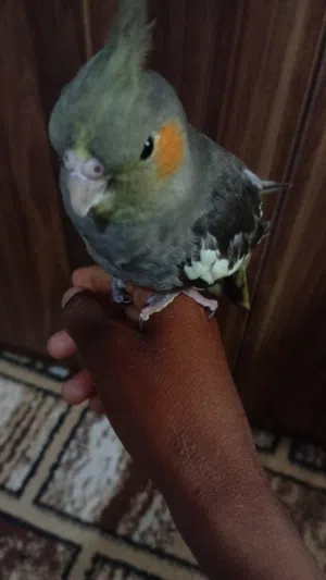 ببغاء الكوكتيل حبشي  للبيع امروض فل  العمر 2شهرين