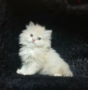 2بنات وولد هاف بيكى