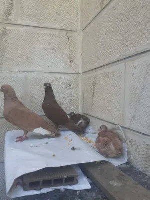 جوز الفحل مسود اصفر معشور والطيرة مصرية حمرا معهم فرخين صافيات واحد مسود احمر والثاني مصري اصفر