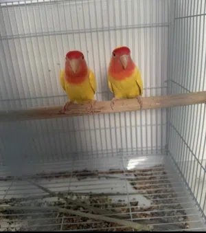 جوز روز مع القفص ، او للتبلديل مع ببغاء العين