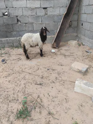 فطيمه البيع