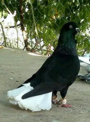 مطلوبب طيرة نورية سودا ذنب كركند