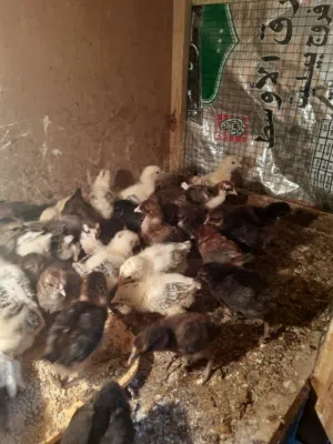 متاح افراخ دجاج عرب عمر 3 اسابيع زوج 3ونص