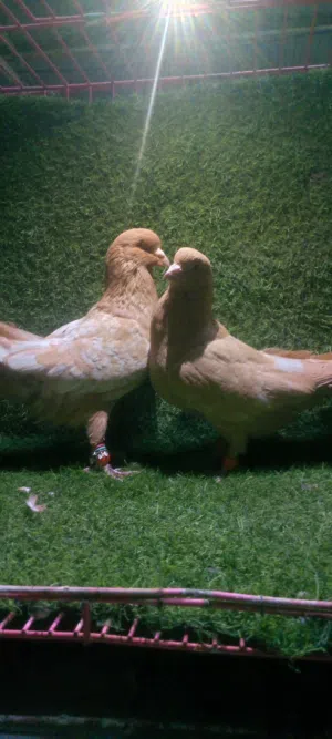 جوزين حلوين ومرتبين وشغالين