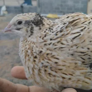 مزرعة سمان أم السنوت 