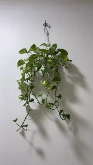 البوتس (Pothos)