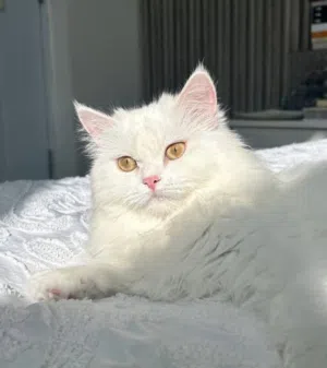 قطة انثى بيضاء