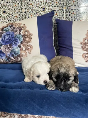 Maltese3