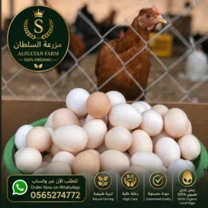 بيض بلدي مضمون باذن الله