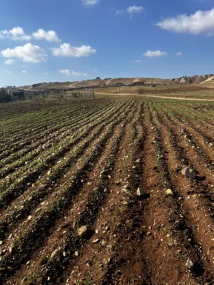 Residential Land for Sale in Irbid Sal