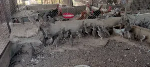 الحجل الباكستاني