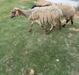 نعاج للبيع