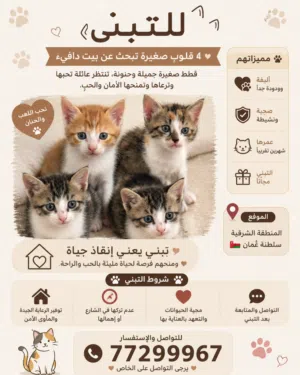 قطط صغيرة بعمر شهرين تقريبًا لتبني