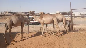 ‏أبل‏2