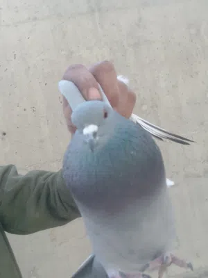 حمام بلدي نخب نخب للبيع