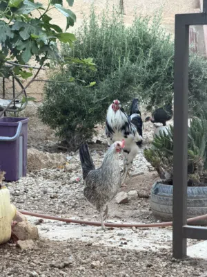 ديك بوظاني