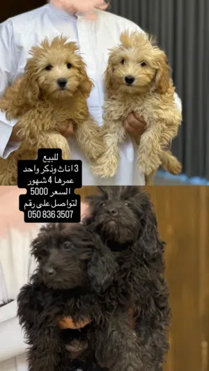 كلاب بودل ذكر واحد و3 اناث