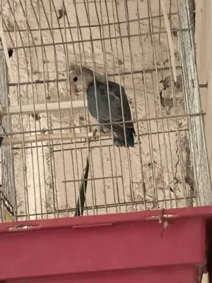 روز مخلف  صغر  لتدريب
