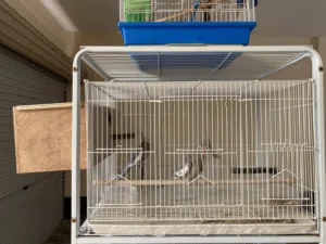 For Sale Pair Cockatiel Birds