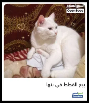 القطه شيرازي للبيع في بنها