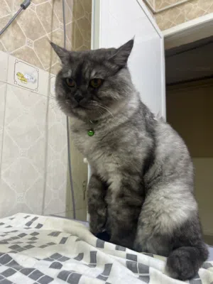 Angela cat