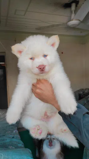 husky kanal