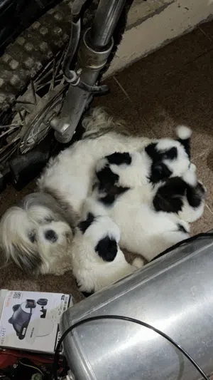 للبيع كلاب شيتزو