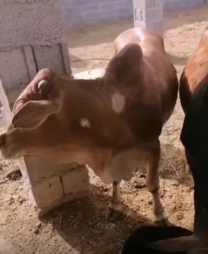 بقر وثيران اثيوبيات وثيران ضفاريات وثيران عمانيه للبيع