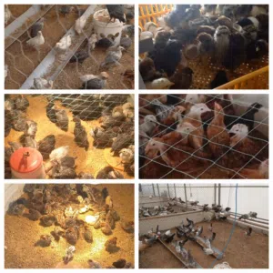 دجاج بيور  Purebreed Chicken