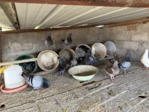 حمام مدينه بصحه ممتازة