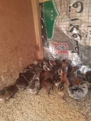 متوفر افراخ دجاج فيومي فضي وذهبي عمر اسبوع ملقحات ونشطات زوج على 5