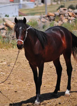 ‏خيل‏2