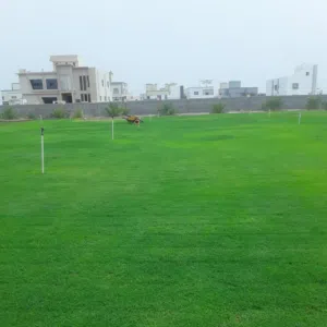 ابويوسف الصعيدي