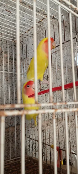 كوبيه بركديلو فيس حمرا على دحي
