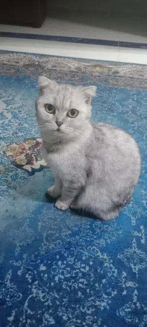 قطه هيه واولاذها للبيع