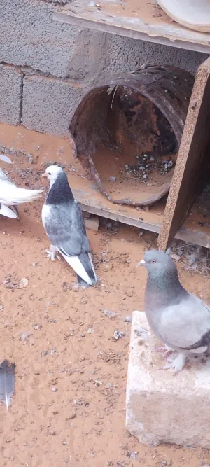 السلام عليكم اندور في أنثى تاكلا قلاب عمودي