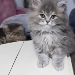 بريتيش بلون هير اطراف قصيره مميز جدا و نادر  يجي قصيرة رجل