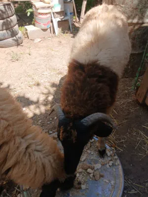 للبيع سعي حولي و حولية