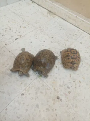 سلاحف منزليه للبيع بسعر 20دينار