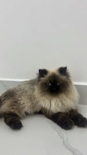 قط للبيع هملايا بيور عمر 8 اشهر