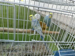 كوبيه رينبو