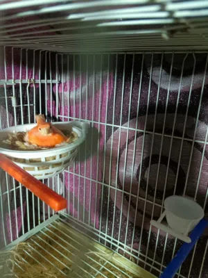 السلام عليكم متوفر بادن الله كوبيه دكر كولاستر وانتايه رد فاقتر ربي يبارك تحته اربعه ارقراء الوصف ..